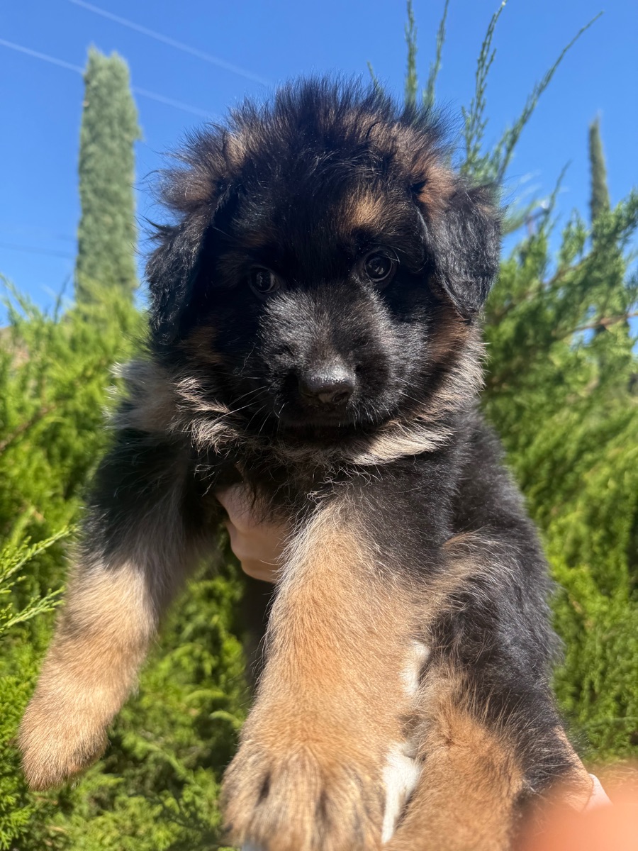 Top Shepherd