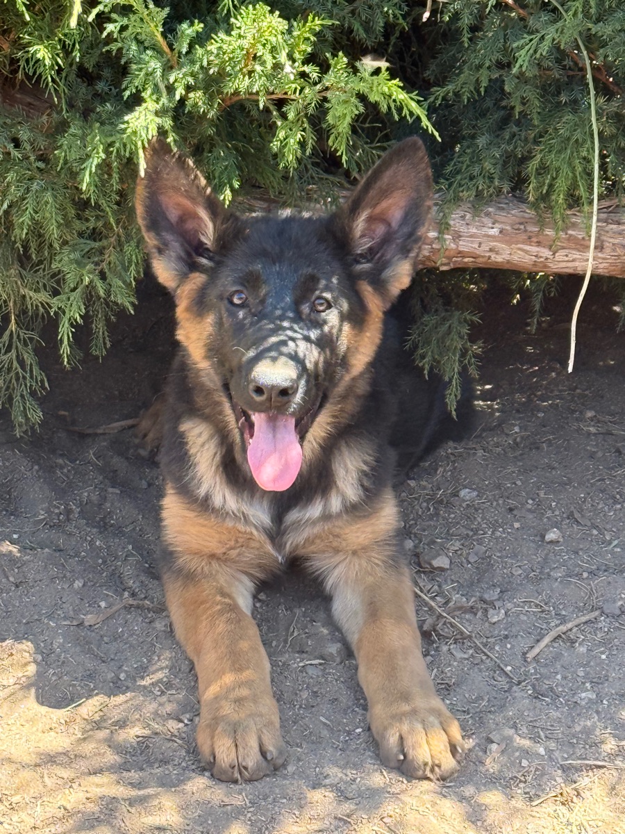 Top Shepherd