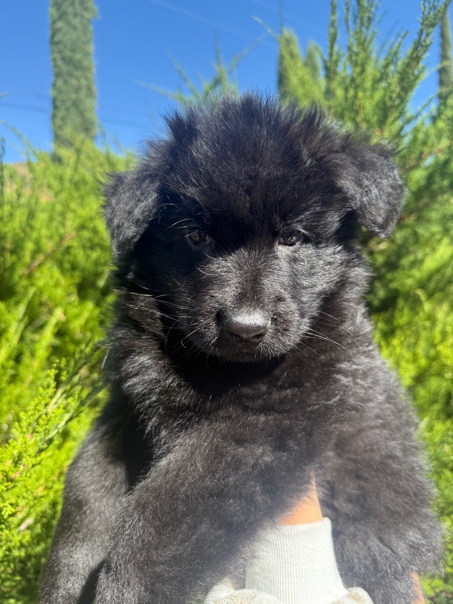 Top Shepherd
