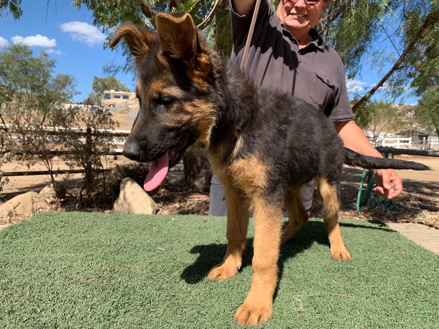 Stock coat puppy Bella