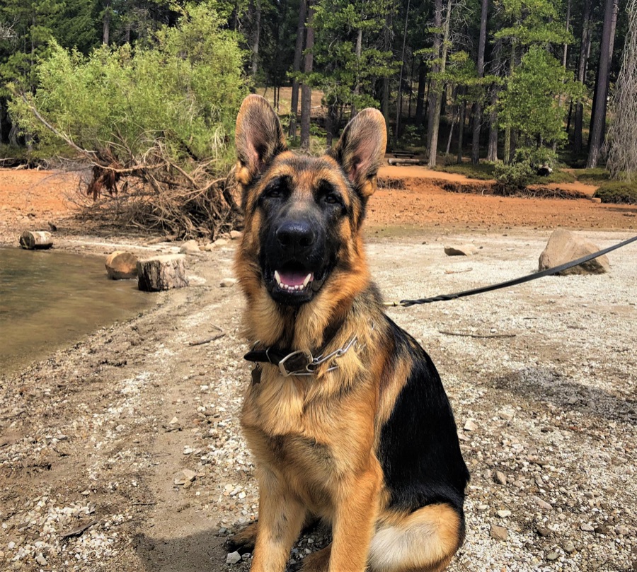 German Shepherd Protection Dog Temecula Top Shepherd Kennel