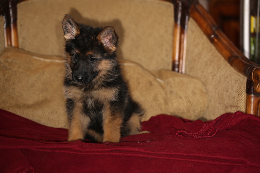 Stock coat puppy Ella